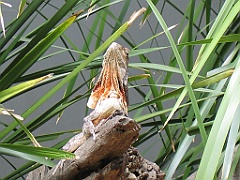 CairnsTC401 Kuranda Koala Gardens
